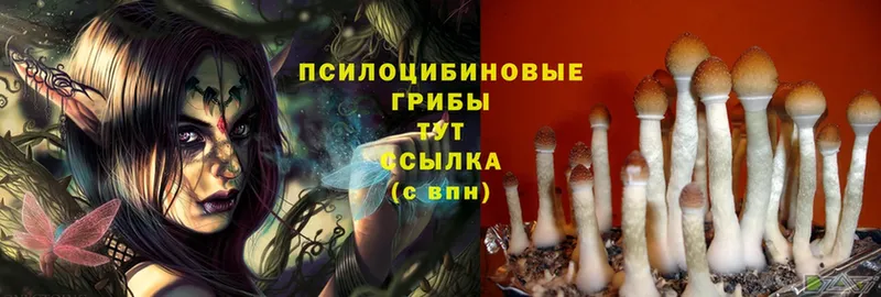 Псилоцибиновые грибы Psilocybine cubensis  Вилючинск 